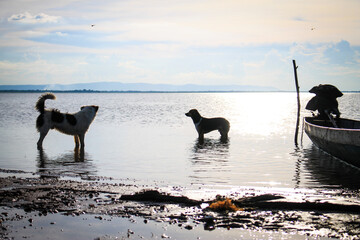 Playful Dogs: Water and Long Tail Boat