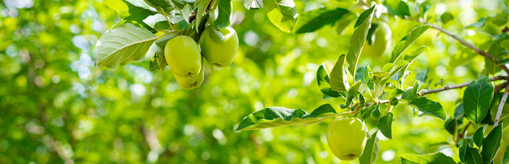 Panorama abundant of apple fruits bending on small branch of dwarf fruit trees at front yard...