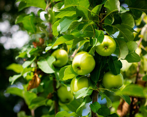 Lookup view cluster of green apples on tree branch at front yard orchard urban homestead farming in...