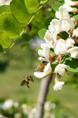 Honey bee collects nectar from white flowers tree acacia. Blooming clusters of acacia. Honey spring plant. Collect nectar. Branches of black locust, Robinia pseudoacacia. Side view, copy text.