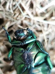 Close-up of jewel beetle on grass
