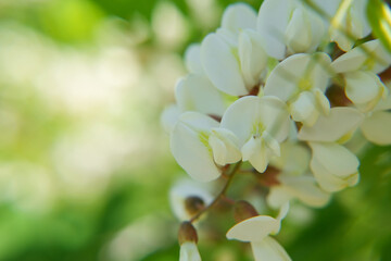 White acacia branch flowers. Edible locust tree flowers. Close up. Side  view. Space for text.     