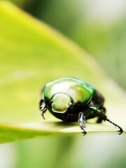 Close-up of jewel beetle on leaf