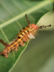 Close-up Of A Caterpillar On A Plant