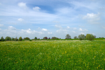 Landscape of green meadow