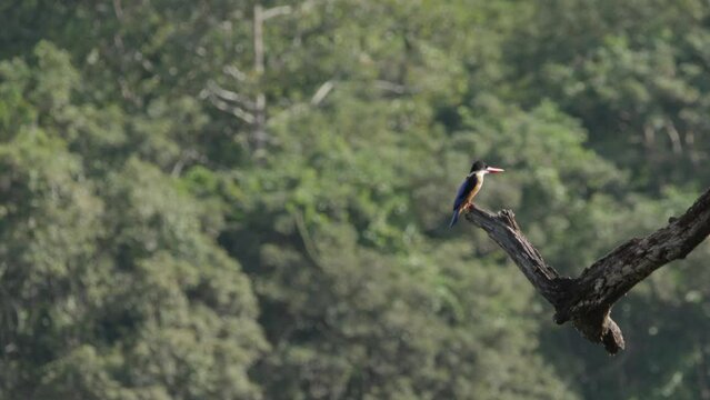Black-Capped Kingfisher Resting on a Tree Branch, Medium Shot