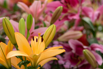 Obraz premium Colorful lilies on blurred floral