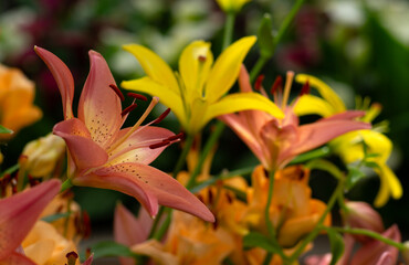 Colorful lilies on blurred floral
