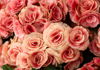 Floral background of colorful flowers