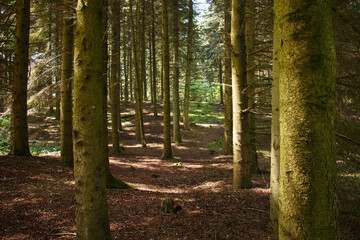 Path in the forest.