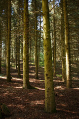 Naklejka premium Pine forest in spring.