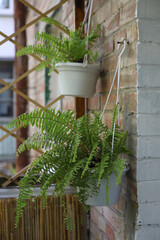 fern in a flower pot on the balcony