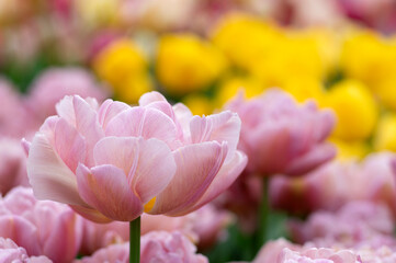 Close-up of tulip flower the colorful background.