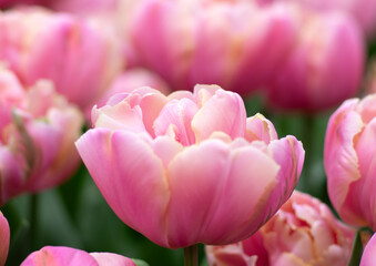 Tulips flower blooming in the colorful background