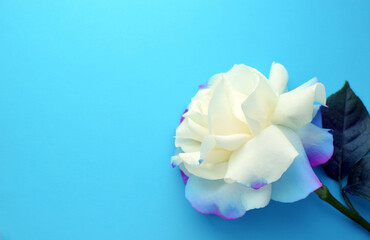 Beautiful large white rose with blue edges on a blue background. Top view, copy space