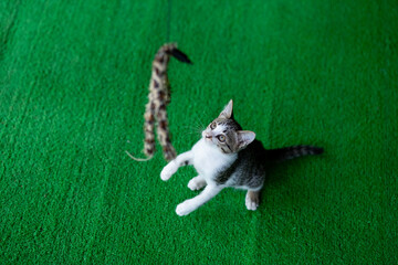 selective focus kitten with a beautiful pattern on green artificial grass playing with a cat toy hook