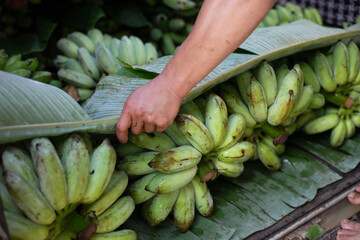 selective focus lots of green bananas in the truck Always buy fresh bananas from villagers.
