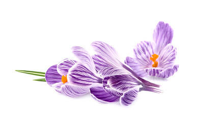 Crocus  flowers in closeup on white background.