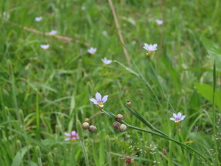 春の野原に咲く小さな白色のニワゼキショウの花
