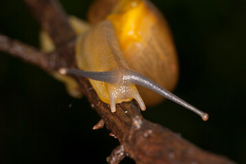 Close up of snail crawling in the forest.