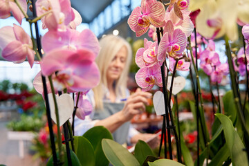 close-up shot of a pink orchid nursery in the foreground with a woman worker in the background out...