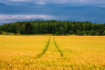 field with golden colors