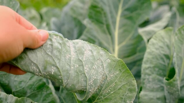 whitefly on cabbage leaves in the garden. Selective focus.