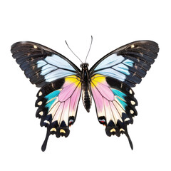 Beautiful butterfly with color flag transgender isolate on transparency background PNG