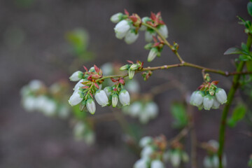 April 20th 2024: blueberry flower in full bloom during spring season