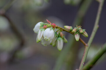 April 20th 2024: blueberry flower in full bloom during spring season