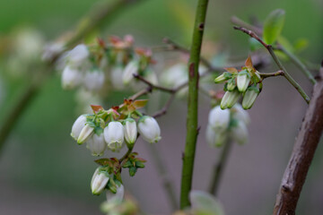 April 20th 2024: blueberry flower in full bloom during spring season