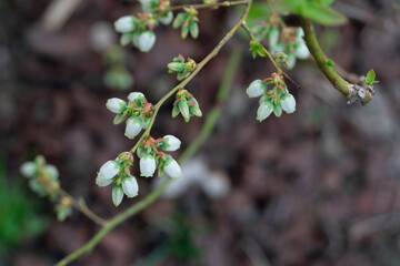 April 20th 2024: blueberry flower in full bloom during spring season