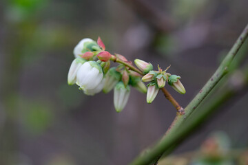 April 20th 2024: blueberry flower in full bloom during spring season