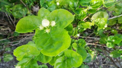 Obraz premium water drops on the leaves