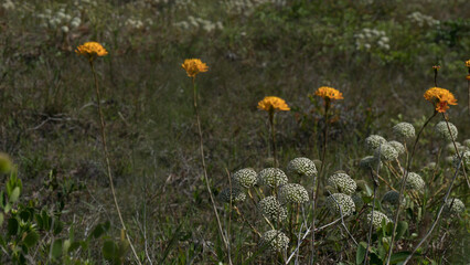 Natureza Plantas Flores Vegeta&ccedil;&atilde;o Jardim Bosque Campo Gramado Folhagem Arbustos Bot&acirc;nica Orqu&iacute;deas Tulipas Margaridas Rosas Girass&oacute;is Primavera Ver&atilde;o Outono Inverno Paisagem