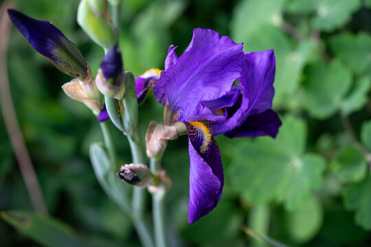 April 5th 2024: iris flower in full bloom during spring season