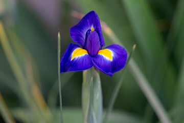 April 5th 2024: iris flower in full bloom during spring season