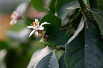 April 10th 2024: leamon flower in full bloom during spring season