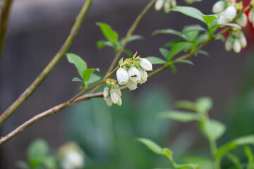 April 20th 2024: blueberry flower in full bloom during spring season