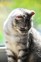 Naklejka na ściany i meble adorable gray cat portrait