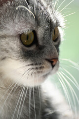 close up portrait of a cat