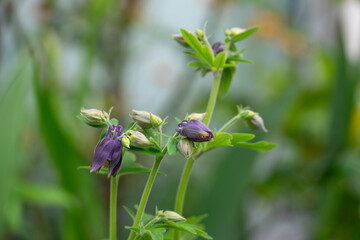 April 10th 2024: acquilegia flower in full bloom during spring season