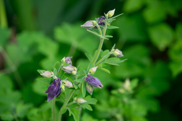 April 10th 2024: acquilegia flower in full bloom during spring season