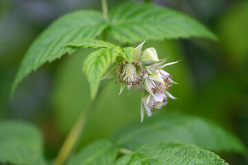 April 10th 2024: wild flowers in full bloom during spring season