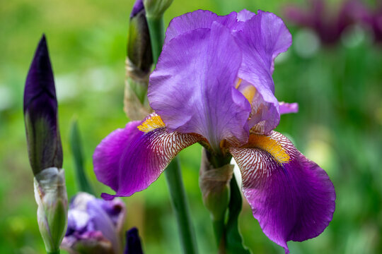 April 5th 2024: iris flower in full bloom during spring season