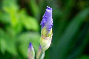 April 5th 2024: iris flower in full bloom during spring season
