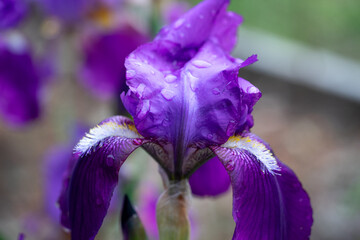 April 5th 2024: iris flower in full bloom during spring season