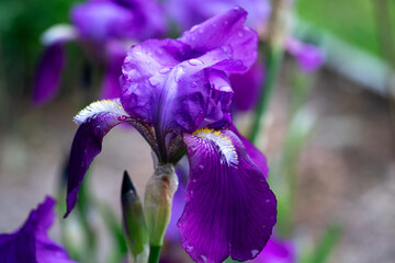 April 5th 2024: iris flower in full bloom during spring season