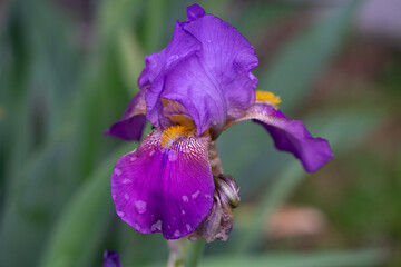 April 5th 2024: iris flower in full bloom during spring season