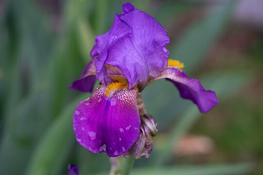 April 5th 2024: iris flower in full bloom during spring season